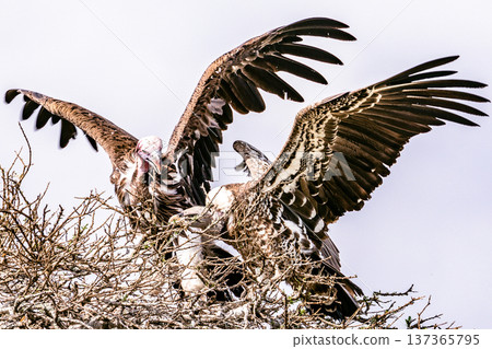 Maasai Mara National Reserve Park Narok County Kenya East Africa Wildlife Animals Wild Bush Savannah Grasslands Wilderness Birds Great Rift Valley Landscapes Panoramic Scenic Views Safaris magical 137365795