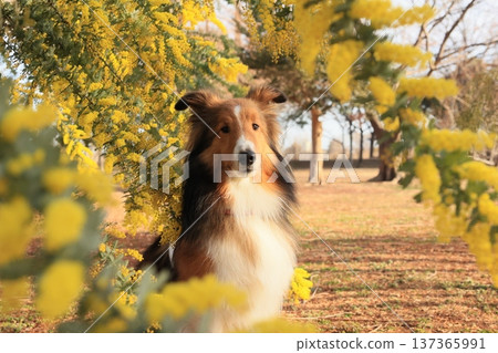 Mimosa and Sheltie 137365991