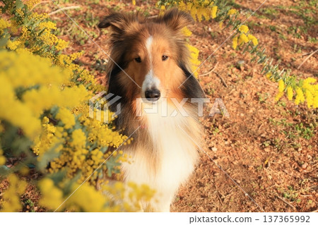 含羞草和喜樂蒂 137365992