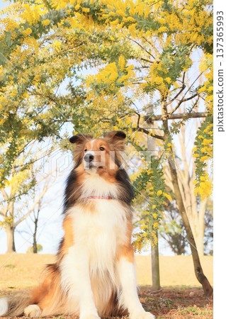 含羞草和喜樂蒂 137365993