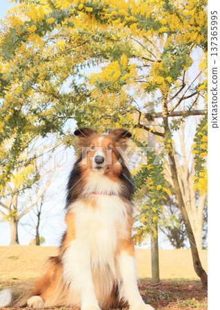 Mimosa and Sheltie Mimosa and Sheltie 137365995