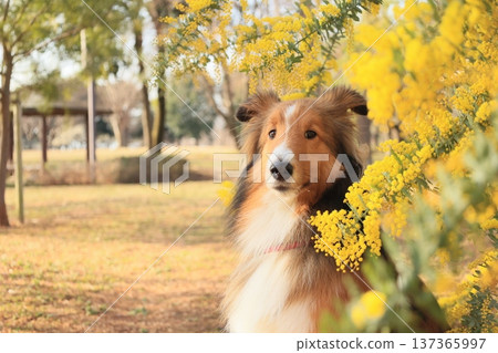 Mimosa and Sheltie 137365997