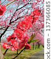 The beautiful colorful peach blossoms at the Furukawa Peach Festival 137366085