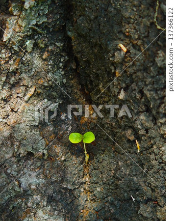 The trunk of an old cherry tree with young leaves 137366122