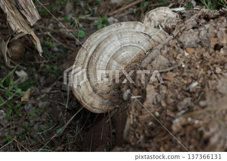 Brassica napus growing on a cherry stump Brassica napus growing on a cherry stump 137366131