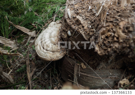 Brassica napus growing on a cherry stump Brassica napus growing on a cherry stump 137366133
