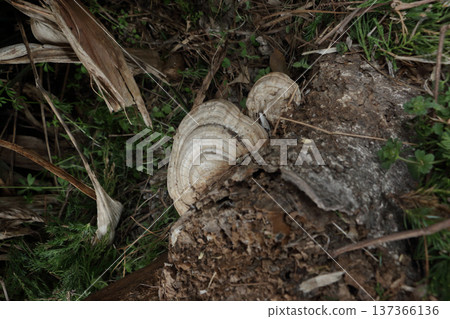 Brassica napus growing on a cherry stump 137366136