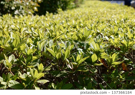 Azalea hedge bathed in sunlight 137366184