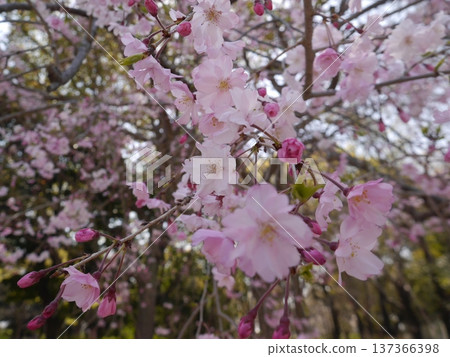 櫻花 櫻花 137366398