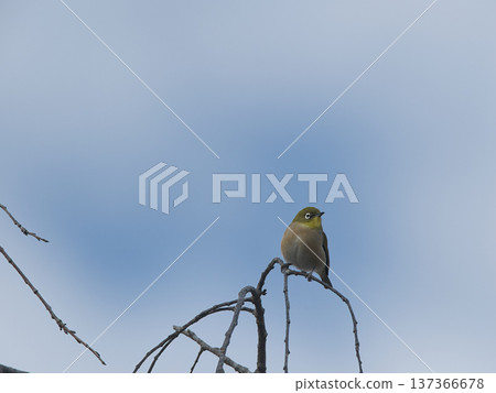 Japanese white-eye perching on a branch Japanese white-eye perching on a branch 137366678