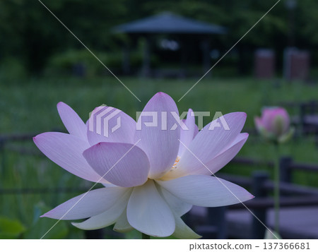 White Lotus Flower White Lotus Flower 137366681