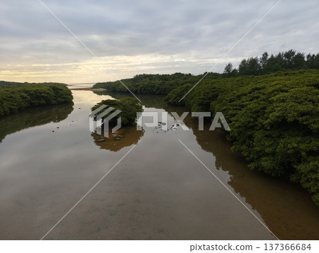 石垣島宮良川紅樹林景色 137366684