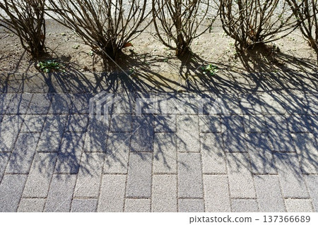 Winter shrubs and shadows on the road 137366689
