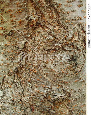 Graphical cherry tree trunk (close-up) Graphical cherry tree trunk (close-up) 137366747