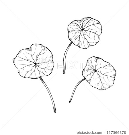 Hand-drawn nasturtium leaves sketch, botanical line art illustration of Tropaeolum majus foliage, vintage garden plant vector elements isolated on white. For logo, invitation, packaging design. 137366878