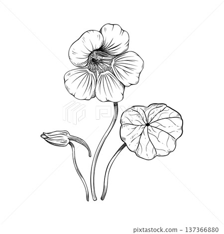 Hand drawn nasturtium flower sketch, botanical line art illustration of Tropaeolum majus with leaf and bud, vintage floral vector element isolated on white. For logo, invitation, packaging design. 137366880