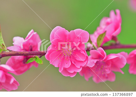  桃花 137366897