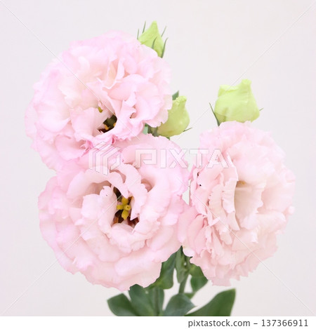 洋桔梗「Ereshlite Pink」切花 1 洋桔梗「Ereshlite Pink」切花 1 137366911
