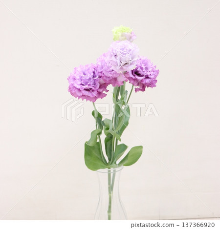 Lisianthus 'Julia Lavender' cut flowers 2 137366920