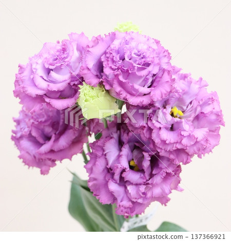 Lisianthus 'Julia Lavender' cut flowers 3 137366921