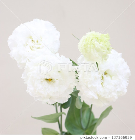 Eustoma 'Celebrich White' cut flower 1 Eustoma 'Celebrich White' cut flower 1 137366939