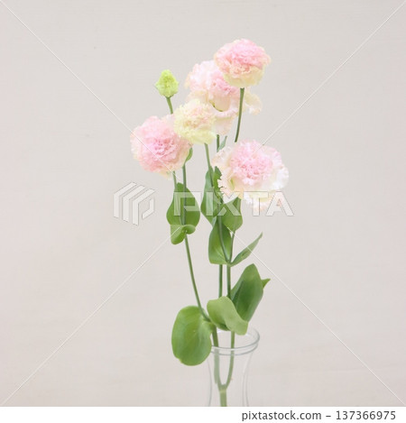 Lisianthus 'Voyage Light Pink' cut flower 2 Lisianthus 'Voyage Light Pink' cut flower 2 137366975