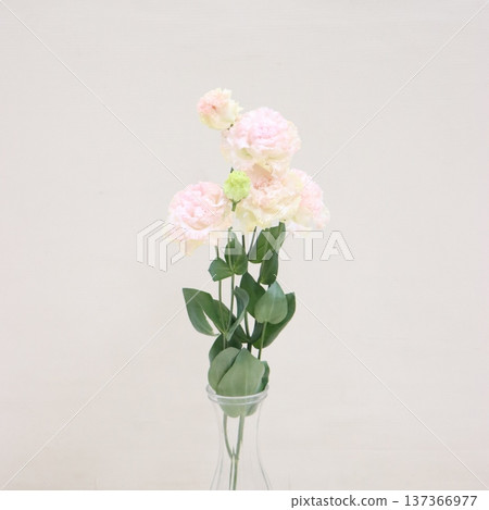 Eustoma 'Voyage Light Pink' cut flowers 4 Eustoma 'Voyage Light Pink' cut flowers 4 137366977