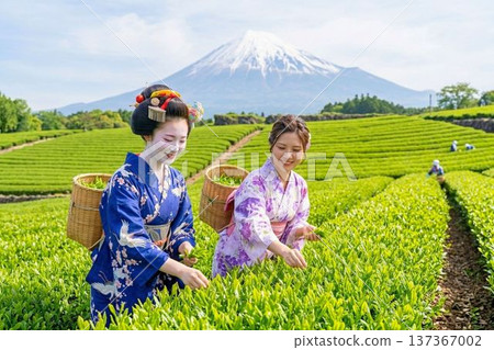 Mount Fuji and women in kimonos picking tea leaves in the tea fields - FUJIYAMA JAPAN Mount Fuji and women in kimonos picking tea leaves in the tea fields - FUJIYAMA JAPAN 137367002