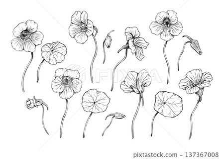 Hand drawn nasturtium flower collection. Botanical line art vector illustration of garden flowers, buds and leaves. Black and white ink sketch isolated on white. Tropaeolum majus floral elements 137367008