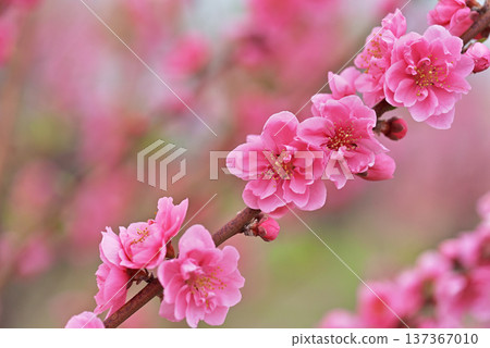  Peach blossoms 137367010