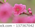  Peach blossoms 137367042