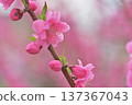  Peach blossoms 137367043
