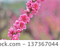  Peach blossoms 137367044