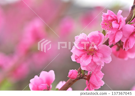 桃花 桃花 137367045