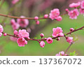 Peach blossoms 137367072