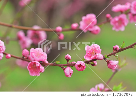  Peach blossoms 137367072