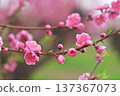  Peach blossoms 137367073