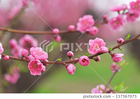 Peach blossoms Peach blossoms 137367073