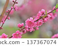  Peach blossoms 137367074