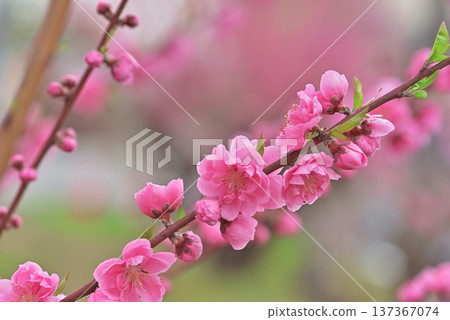  Peach blossoms 137367074