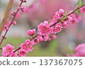  Peach blossoms 137367075