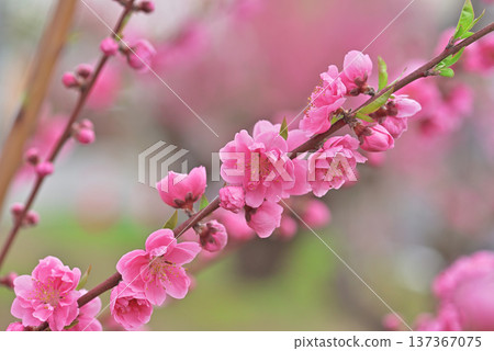  Peach blossoms 137367075