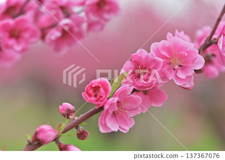  Peach blossoms 137367076