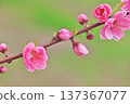  Peach blossoms 137367077