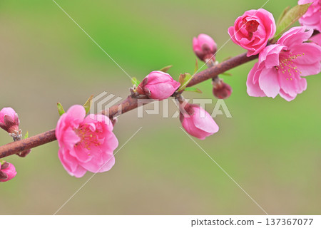 Peach blossoms Peach blossoms 137367077