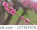 Peach blossoms 137367078