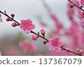  Peach blossoms 137367079