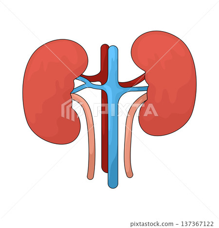 Illustration of kidneys 137367122