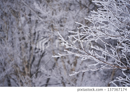 Rime-covered trees at Nozawa Onsen Ski Resort in winter Rime-covered trees at Nozawa Onsen Ski Resort in winter 137367174