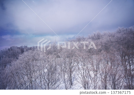 冬季野澤溫泉滑雪場的森林被霜雪覆蓋 冬季野澤溫泉滑雪場的森林被霜雪覆蓋 137367175